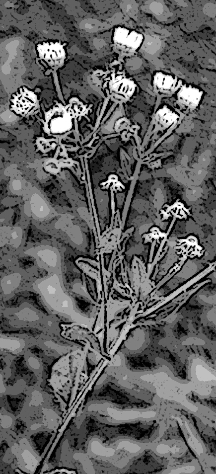 erigeron philadelphicus